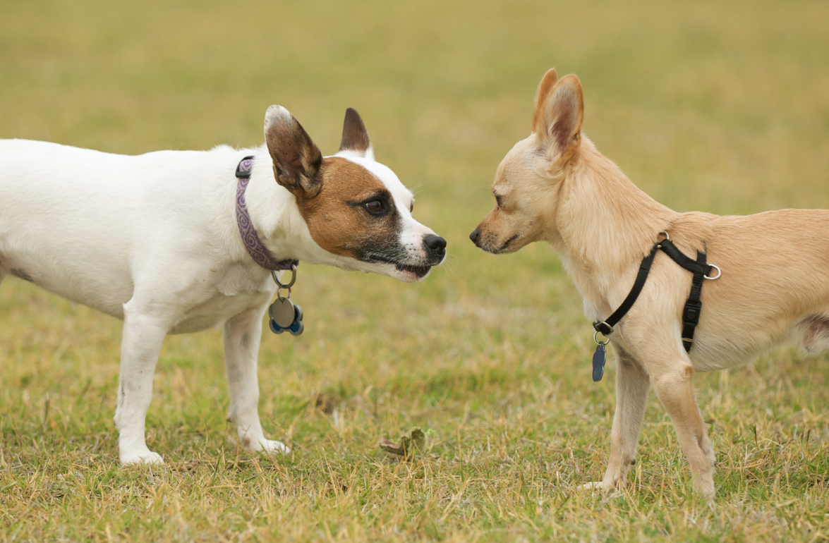 How to Socialize Your Pet for a Well-Behaved Companion